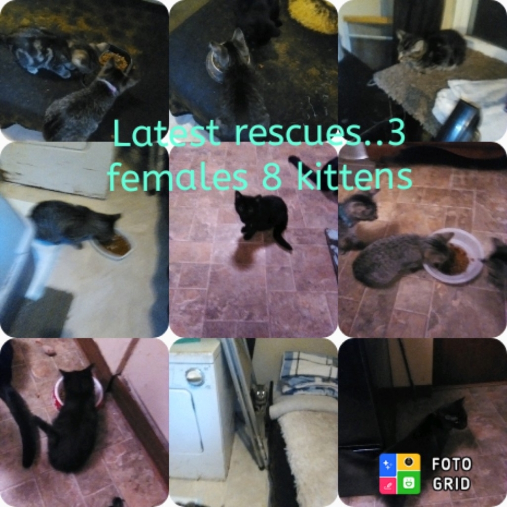 Rescues